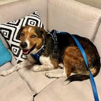 Thumbnail photo of Bailey ***Courtesy Post*** #2