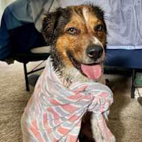 Thumbnail photo of Bailey ***Courtesy Post*** #3