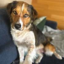 Thumbnail photo of Bailey ***Courtesy Post*** #4