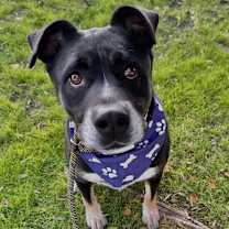 adopt-pet