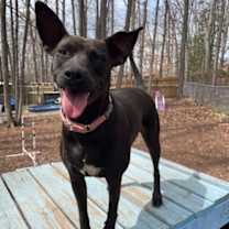 Thumbnail photo of Brandy #1