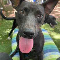 Thumbnail photo of Brandy #2