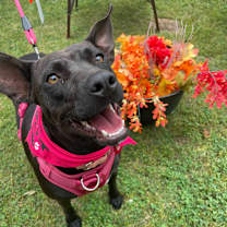 Thumbnail photo of Brandy #3