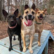 Thumbnail photo of Brandy #4