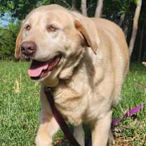 Thumbnail photo of Noah #1