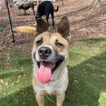 Thumbnail photo of Ginger #1