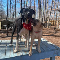 Thumbnail photo of Ginger #2