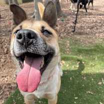 Thumbnail photo of Ginger #3