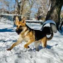 Thumbnail photo of Luckii #4