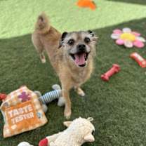 adopt-pet