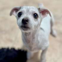 adopt-pet