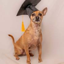 adopt-pet