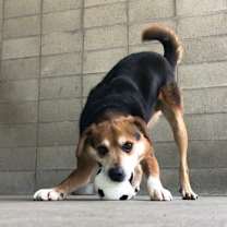 Thumbnail photo of Hank #1