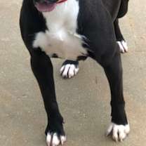 Thumbnail photo of Tisha #3