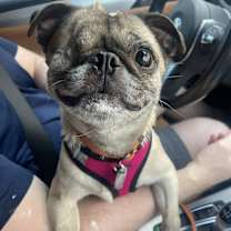 adopt-pet