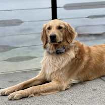 Thumbnail photo of Sammy #1