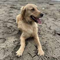 Thumbnail photo of Sammy #2