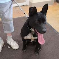 Thumbnail photo of Kato #3