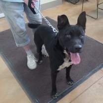 Thumbnail photo of Kato #4