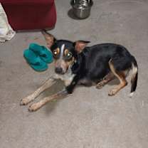 Thumbnail photo of Sissy #2