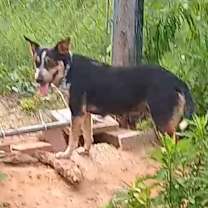 Thumbnail photo of Sissy #3