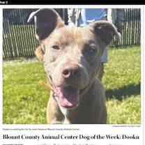 Thumbnail photo of Dooku #2