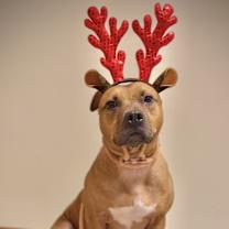 Thumbnail photo of MILES | $0 Adopt Fee! l FREE 1 yr of HW/Flea & Tick Prevention Included! #1