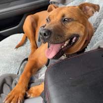 Thumbnail photo of MILES | $0 Adopt Fee! l FREE 1 yr of HW/Flea & Tick Prevention Included! #2