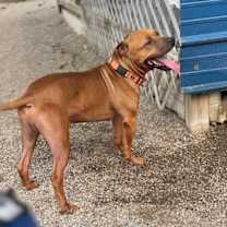 Thumbnail photo of MILES | $0 Adopt Fee! l FREE 1 yr of HW/Flea & Tick Prevention Included! #3