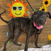 Thumbnail photo of Star #2