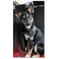 Thumbnail photo of GNOCCHI #2