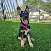 Thumbnail photo of GNOCCHI #2