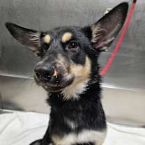 Thumbnail photo of GNOCCHI #3