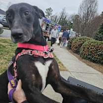 Thumbnail photo of Blaze #1