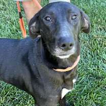 Thumbnail photo of Blaze #2