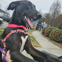 Thumbnail photo of Blaze #3