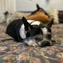 Thumbnail photo of Gatsby #2