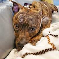 Thumbnail photo of Naala #4