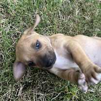 Thumbnail photo of Luna #3