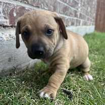 Thumbnail photo of Luna #4