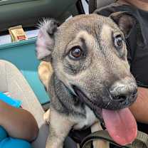 Thumbnail photo of Pelusa #1