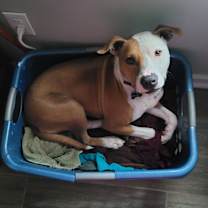 Thumbnail photo of Roger #1