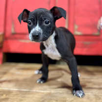 Thumbnail photo of Tortellini "Skye" #3