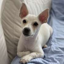 Thumbnail photo of Koko #1