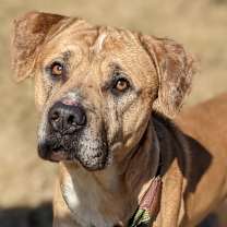 Thumbnail photo of Kobe (fka Bandit) #2