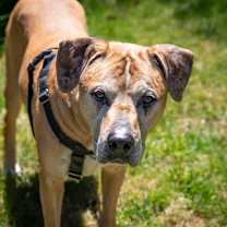 Thumbnail photo of Kobe (fka Bandit) #3