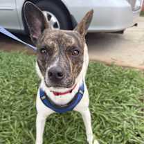 Thumbnail photo of Buddy Rich #3