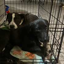 Thumbnail photo of Mr.Lavender AG #4