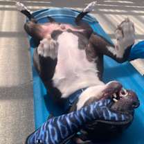 Thumbnail photo of Flash - Seeking URGENT Foster! #2