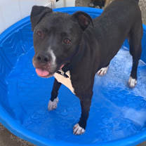 Thumbnail photo of Flash - Seeking URGENT Foster! #3
